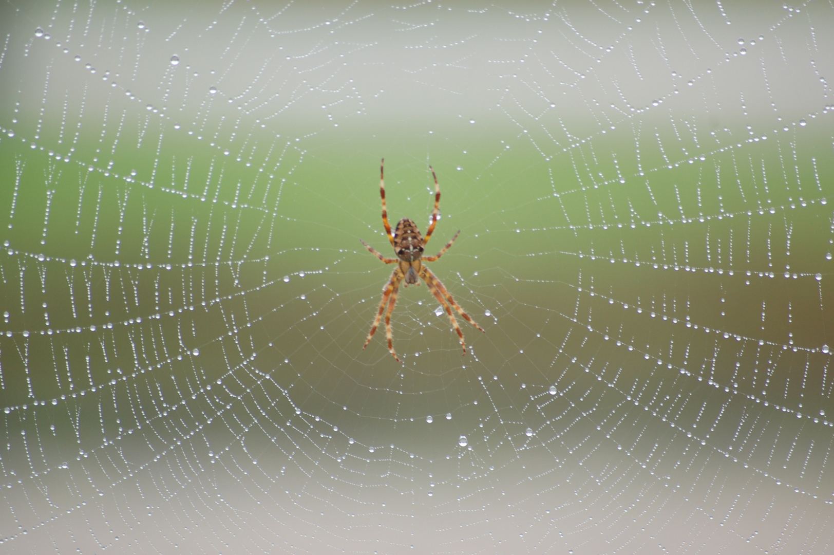 Spinne am Morgen...