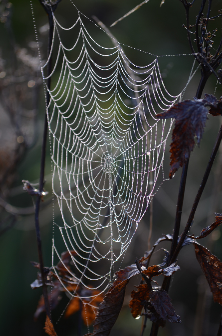 Spinne am Morgen...