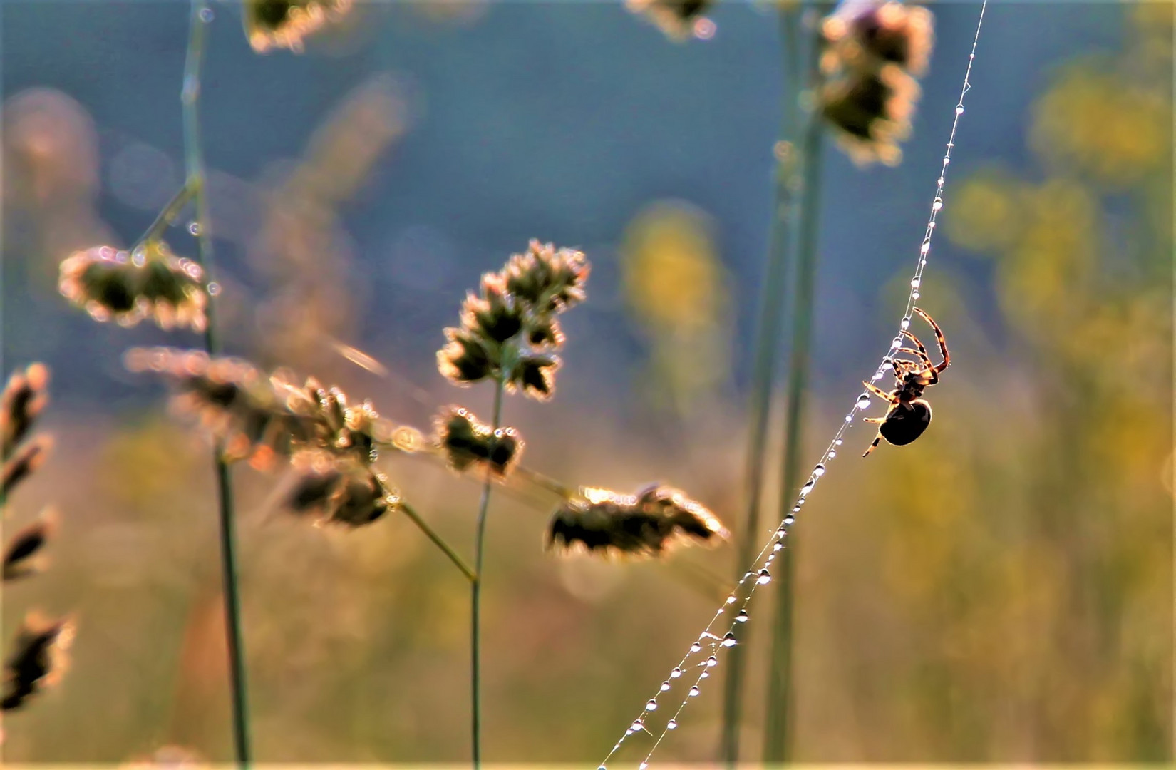 Spinne am Morgen