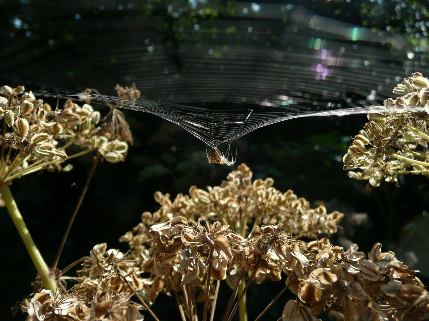 Spinne am Morgen...