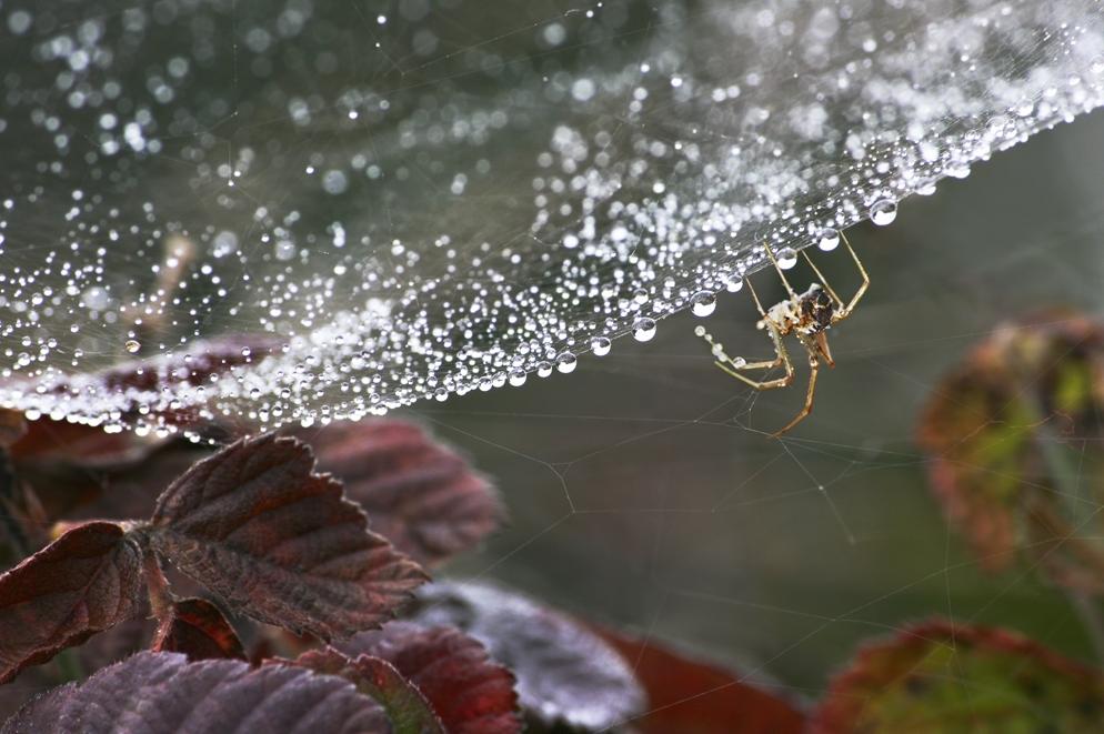 Spinne am Morgen