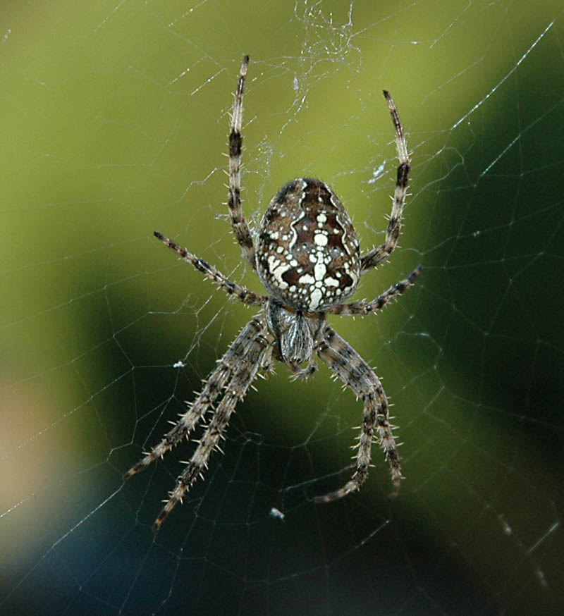 Spinne am Morgen...