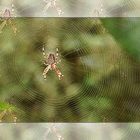 Spinne am Morgen bringt Kummer und Sorgen -