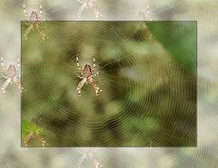 Spinne am Morgen bringt Kummer und Sorgen -