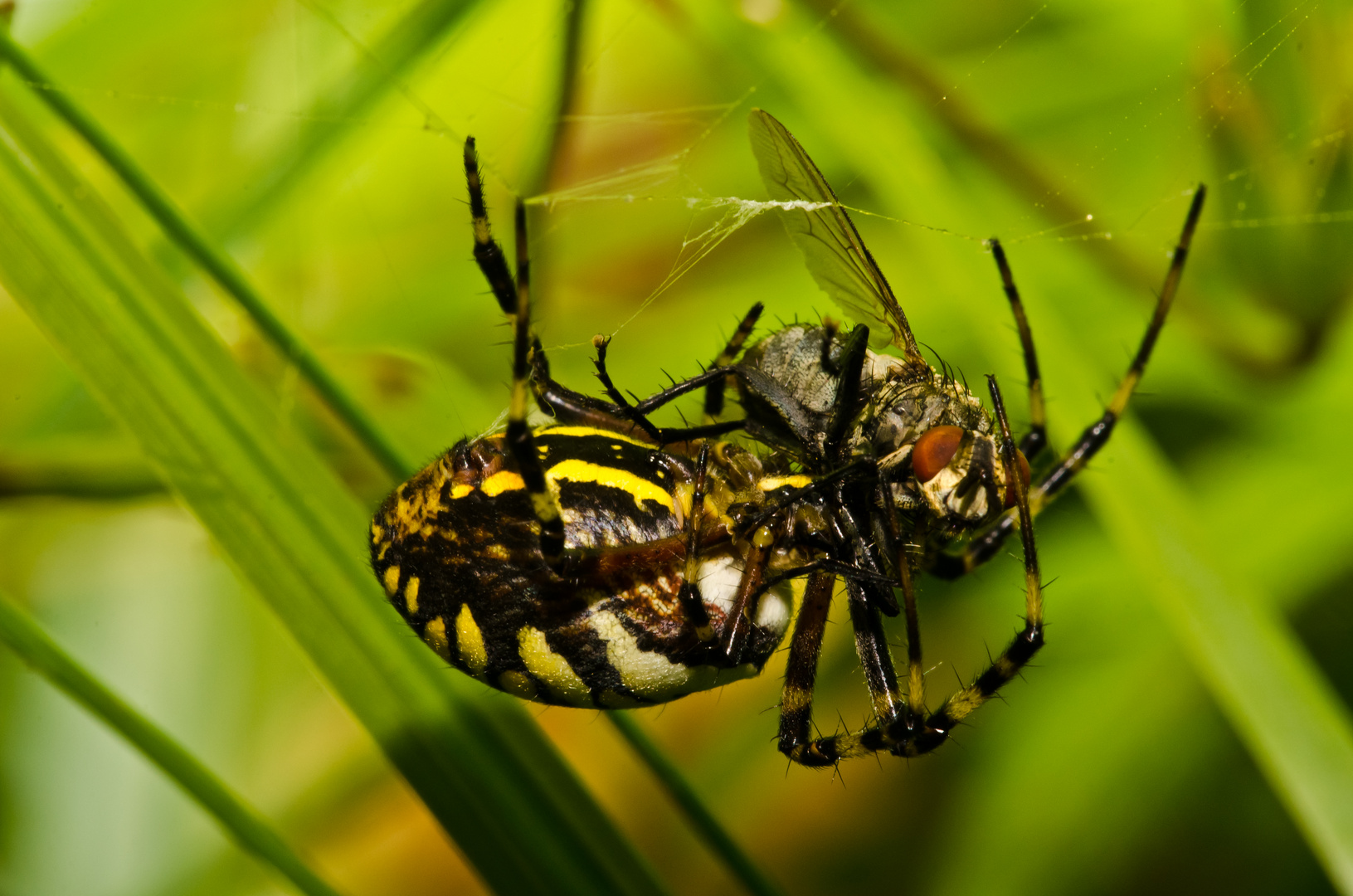 Spinne am Morgen bringt Kummer und Sorgen