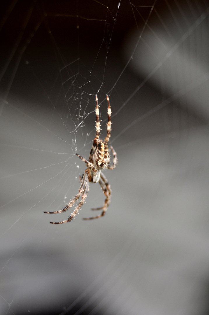 Spinne am Morgen...