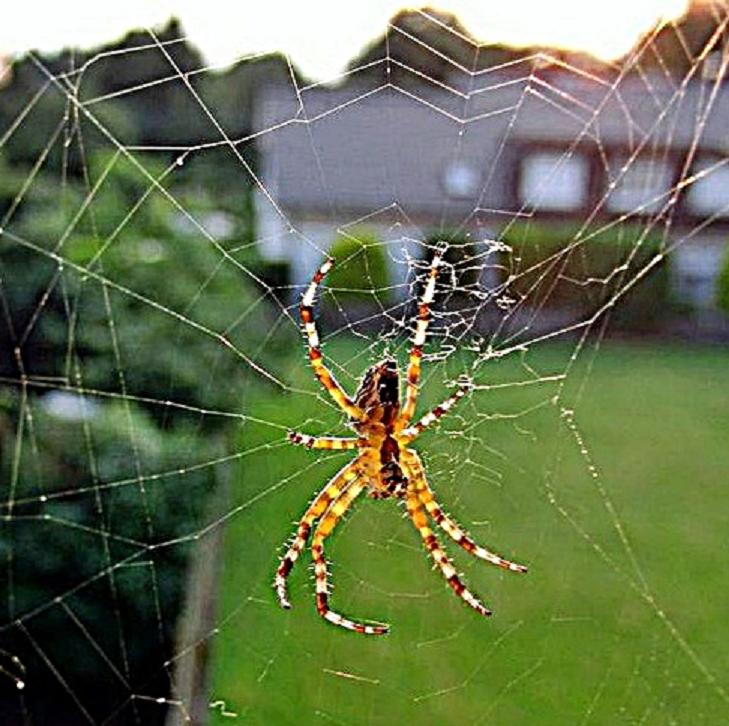 Spinne am Morgen ... Foto & Bild | tiere, wildlife, spinnen Bilder auf ...