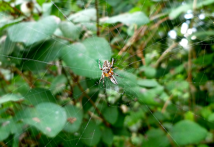 Spinne am Morgen...