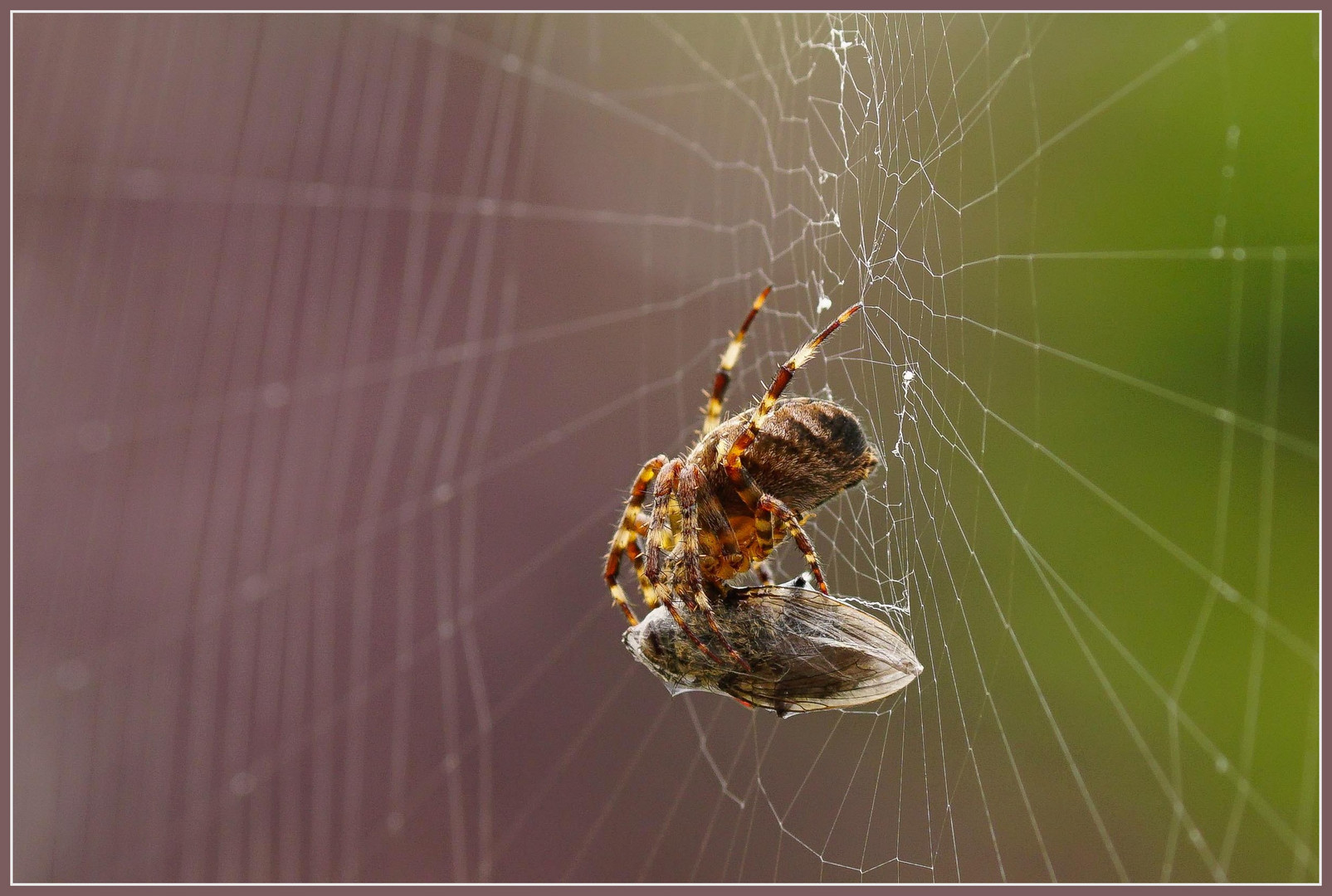 Spinne am Morgen......