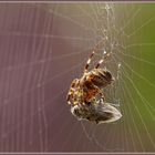 Spinne am Morgen......