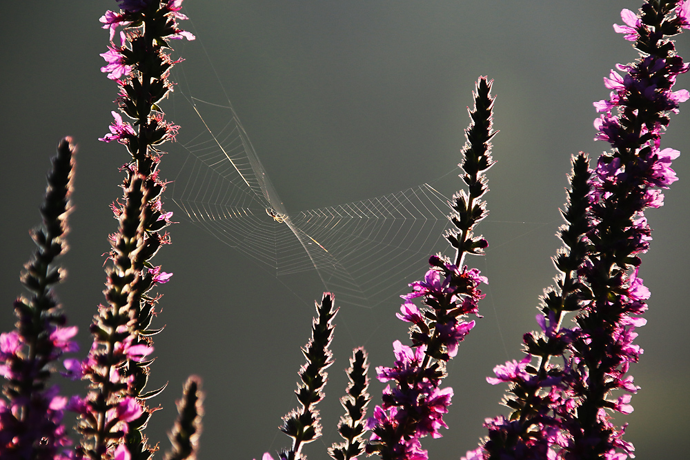 Spinne am Morgen