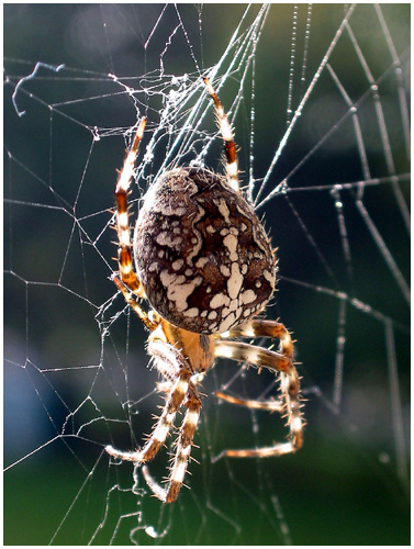 Spinne am Morgen...