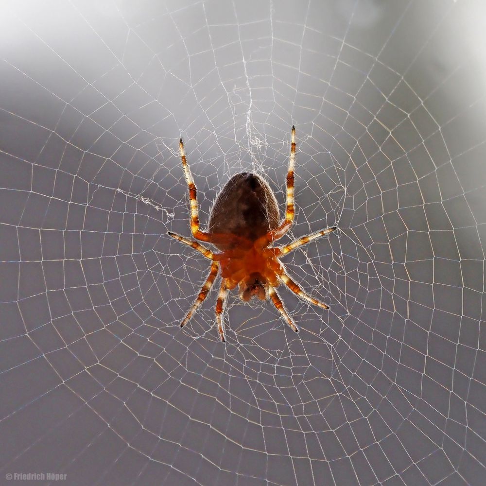 Spinne am Morgen ......