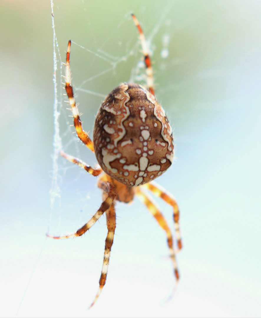 Spinne am Morgen 