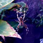 Spinne am Morgen, vertreibt Kummer und Sorgen