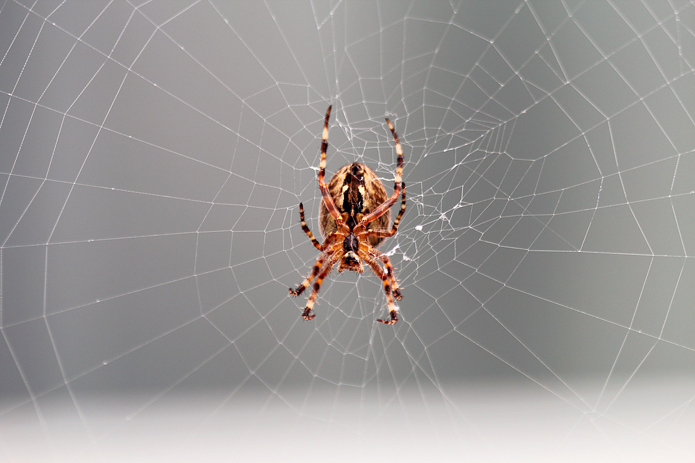 Spinne am Morgen vertreibt Kummer und Sorgen.