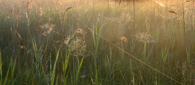 Spinne am morgen vertreibt Kummer und Sorgen