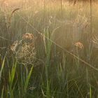 Spinne am morgen vertreibt Kummer und Sorgen