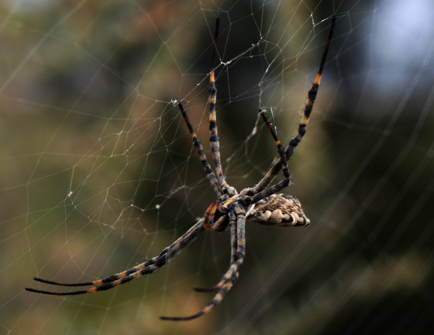 Spinne am Morgen vertreibt Kummer und Sorgen