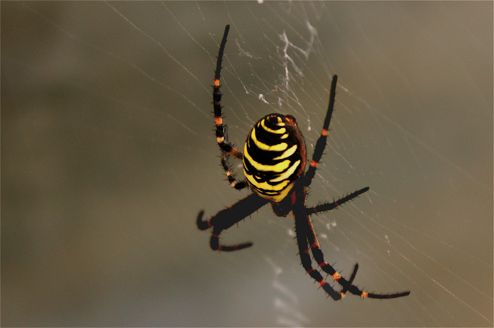 Spinne am morgen...dann hast du es hinter dir