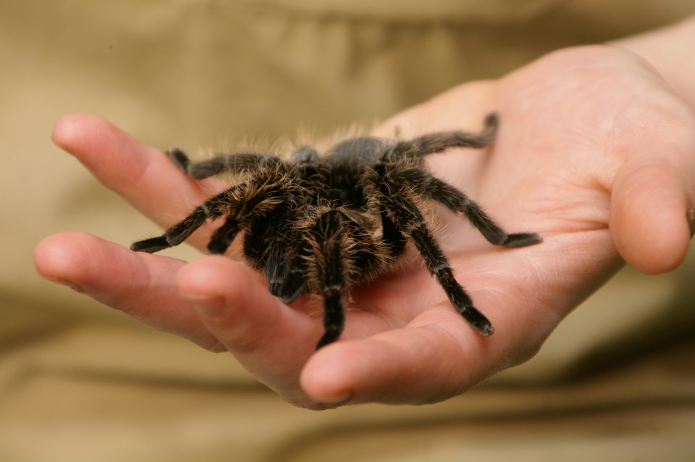 Spinne am Morgen.....Vogelspinne!!!