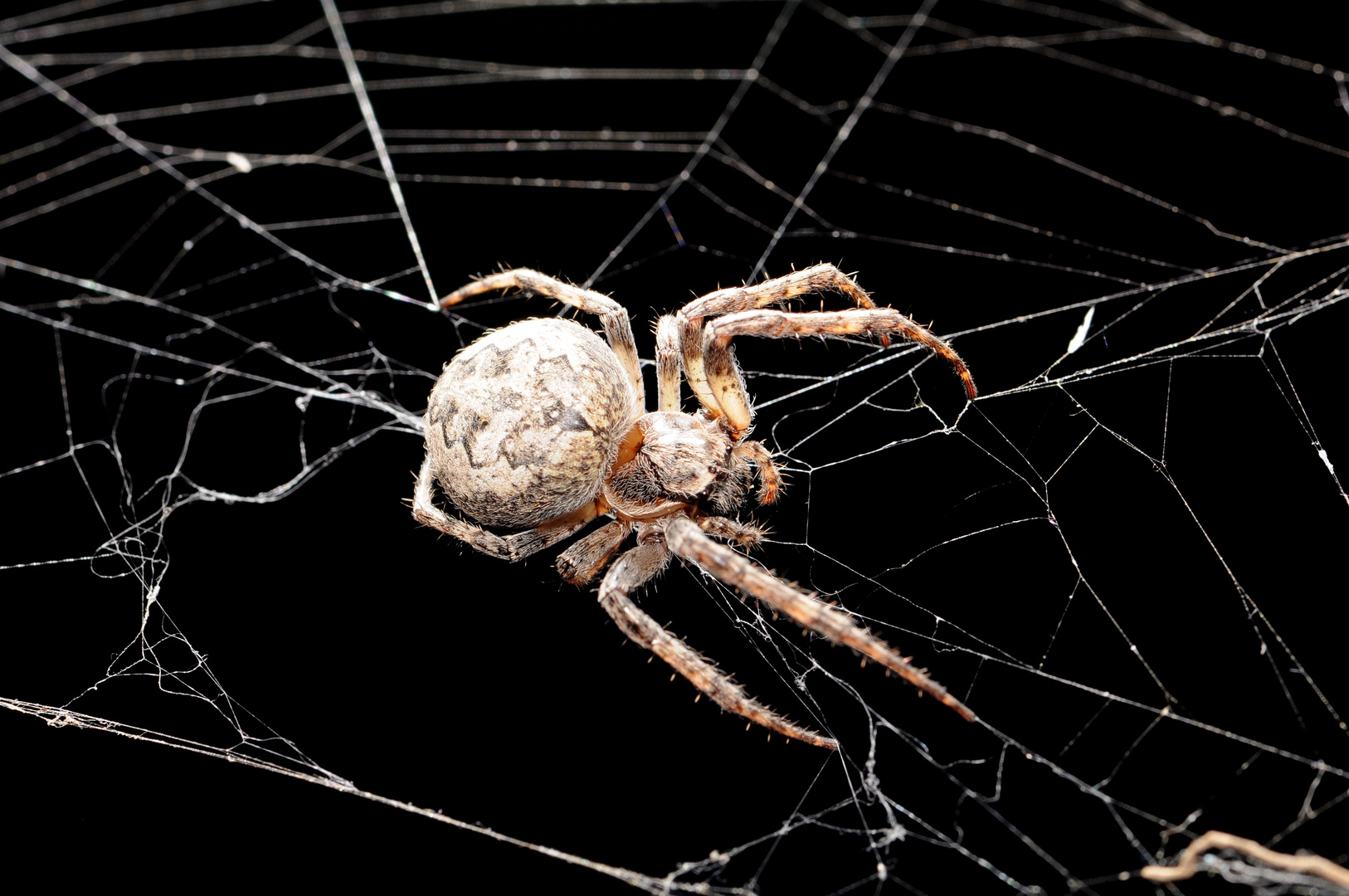 Spinne am Netz