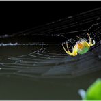 Spinne am Netz