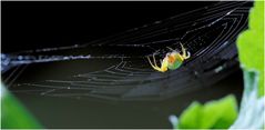 Spinne am Netz