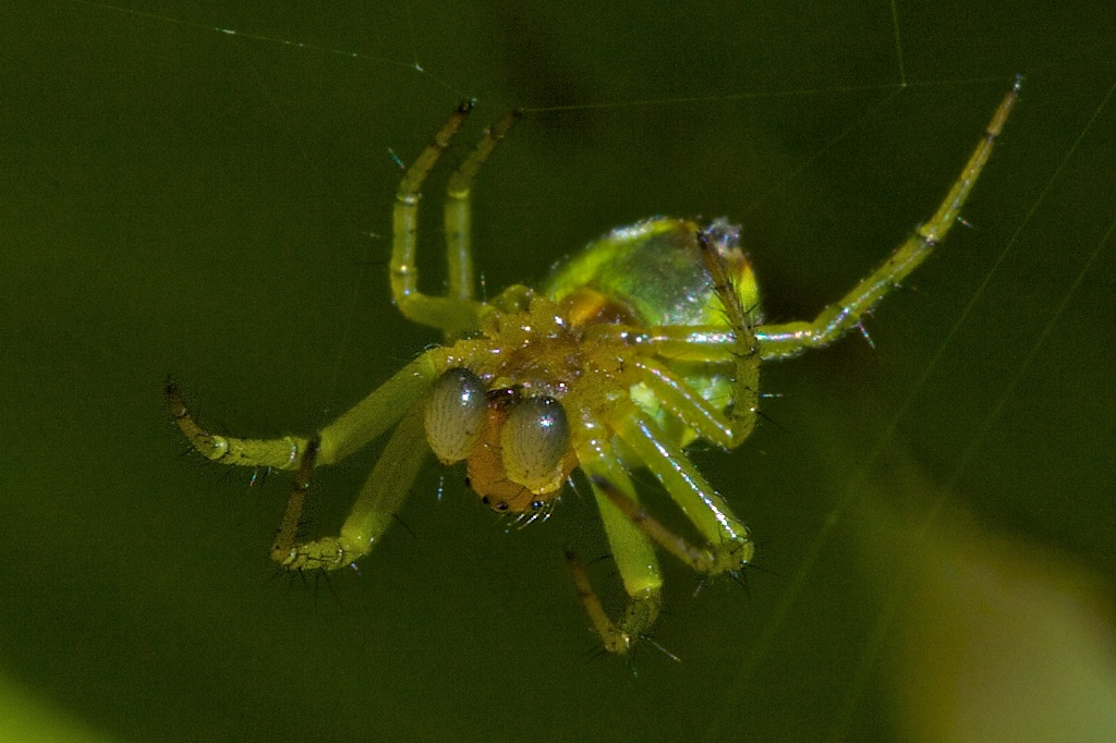 Spinne am Netzbau