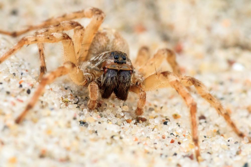 Spinne am Ostseestrand