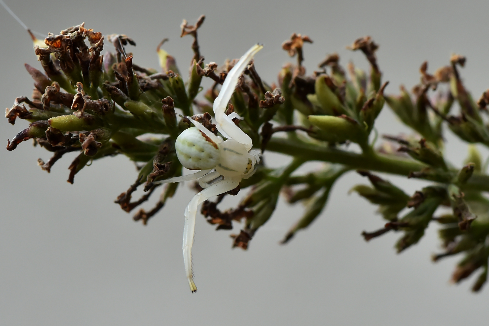 Spinne am Sommerflieder