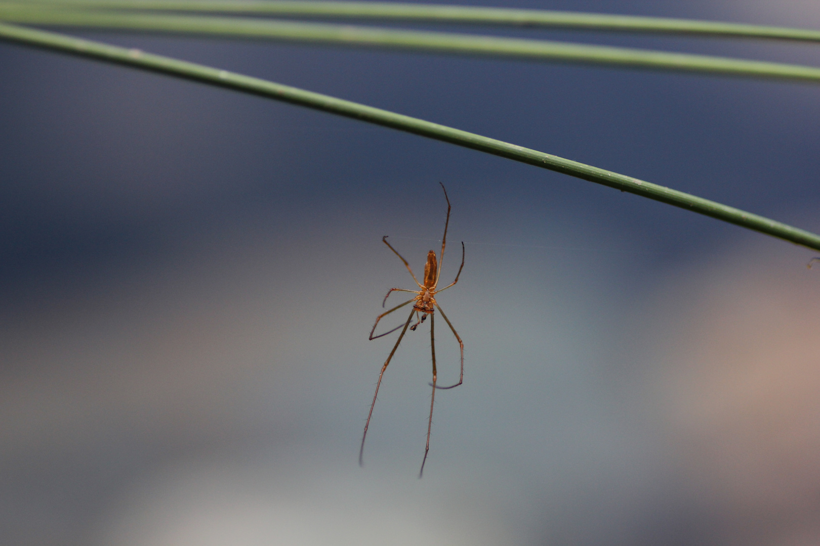 Spinne am Teich