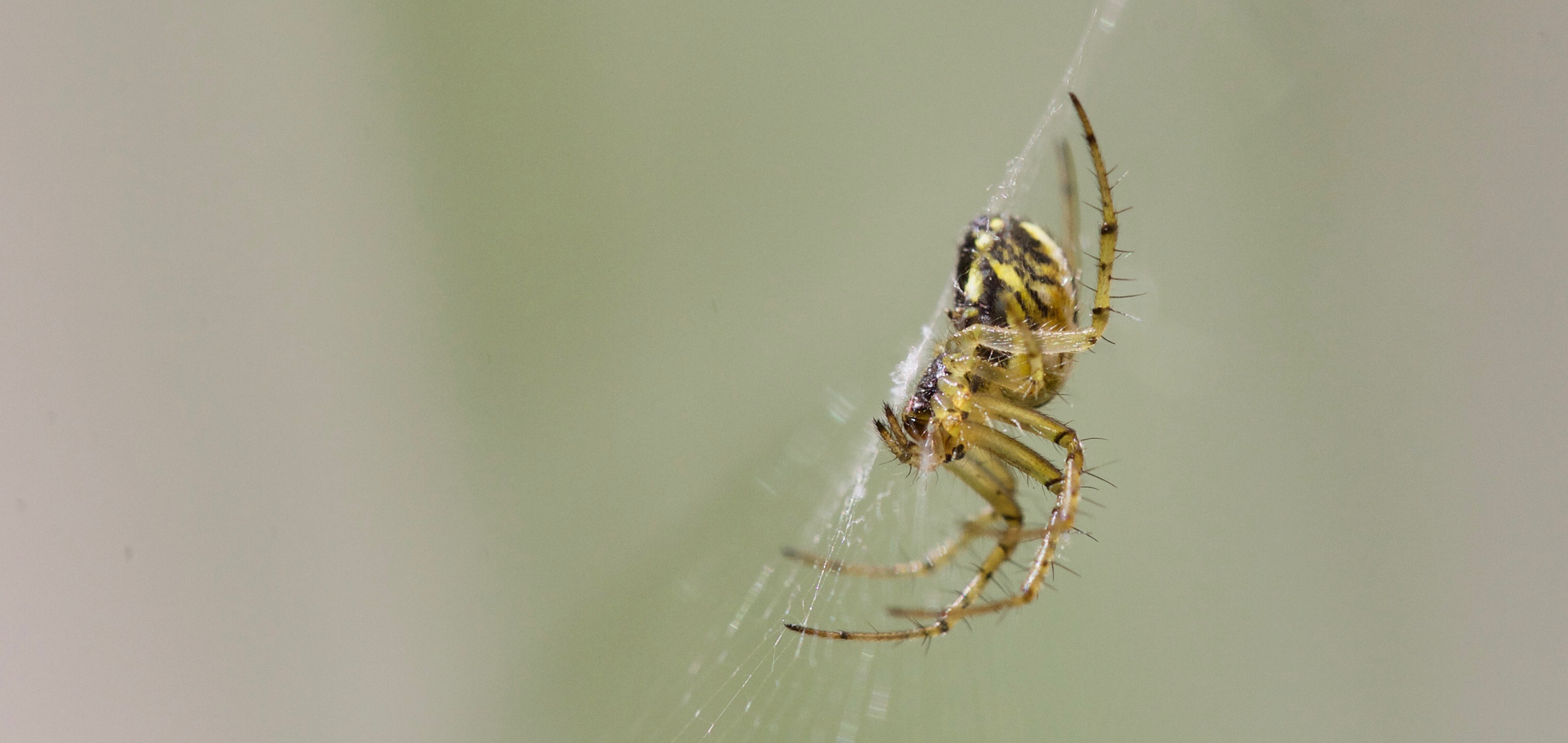 Spinne am Teich, keine 1,5 mm groß, 