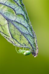 Spinne am Tomatenblatt