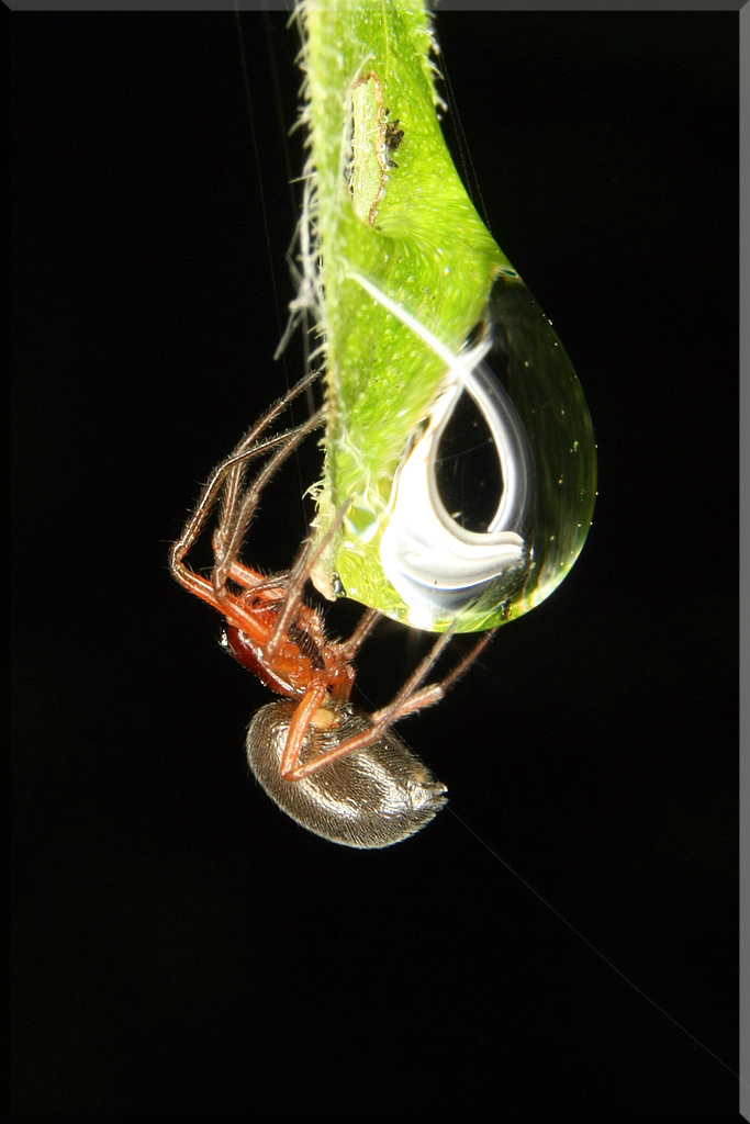 Spinne Am Tropfen