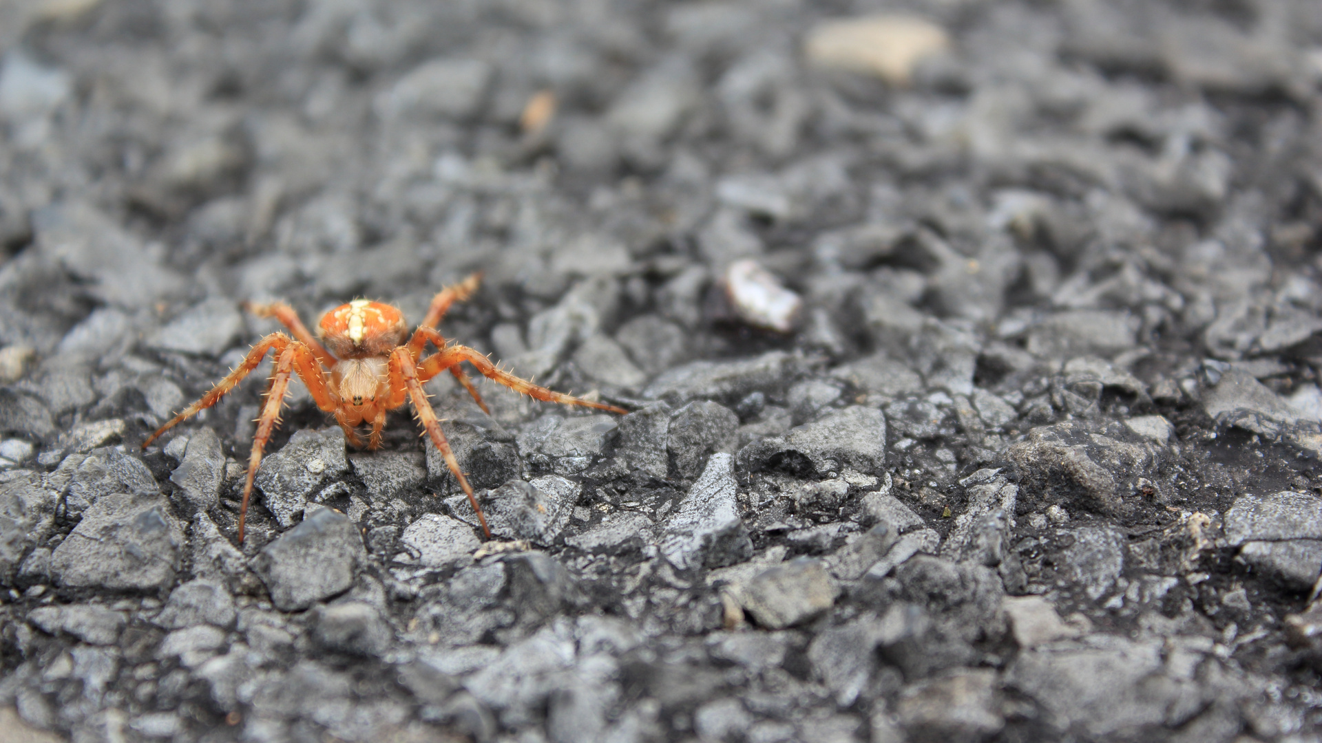 Spinne am Wegesrand