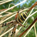 Spinne am Wegesrand