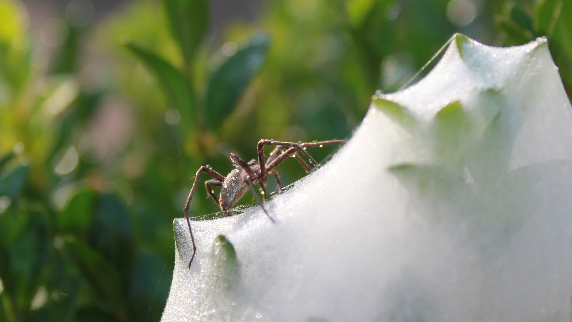 Spinne am Zuckerhut