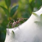 Spinne am Zuckerhut