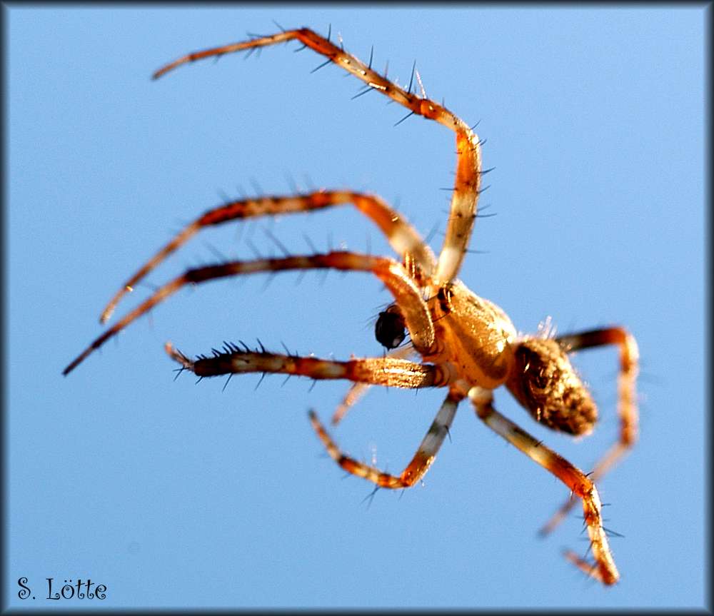 Spinne an blauem Himmel