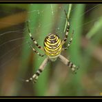 Spinne an der Arbeit