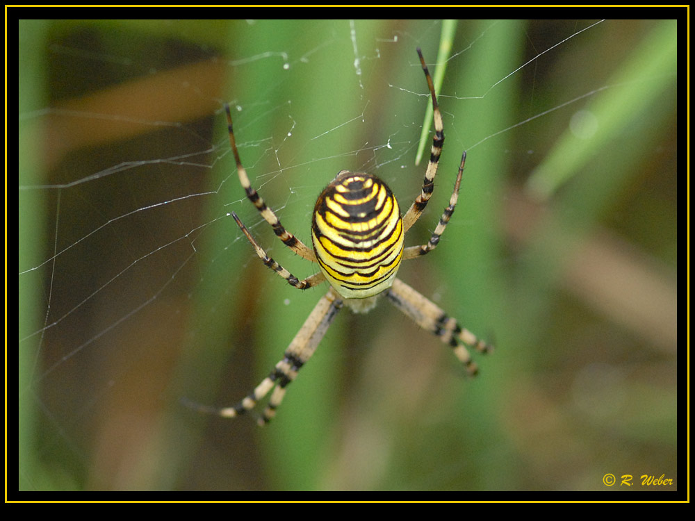 Spinne an der Arbeit