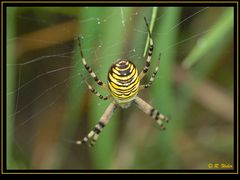 Spinne an der Arbeit