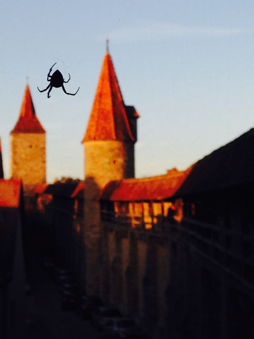 Spinne an der Burgmauer