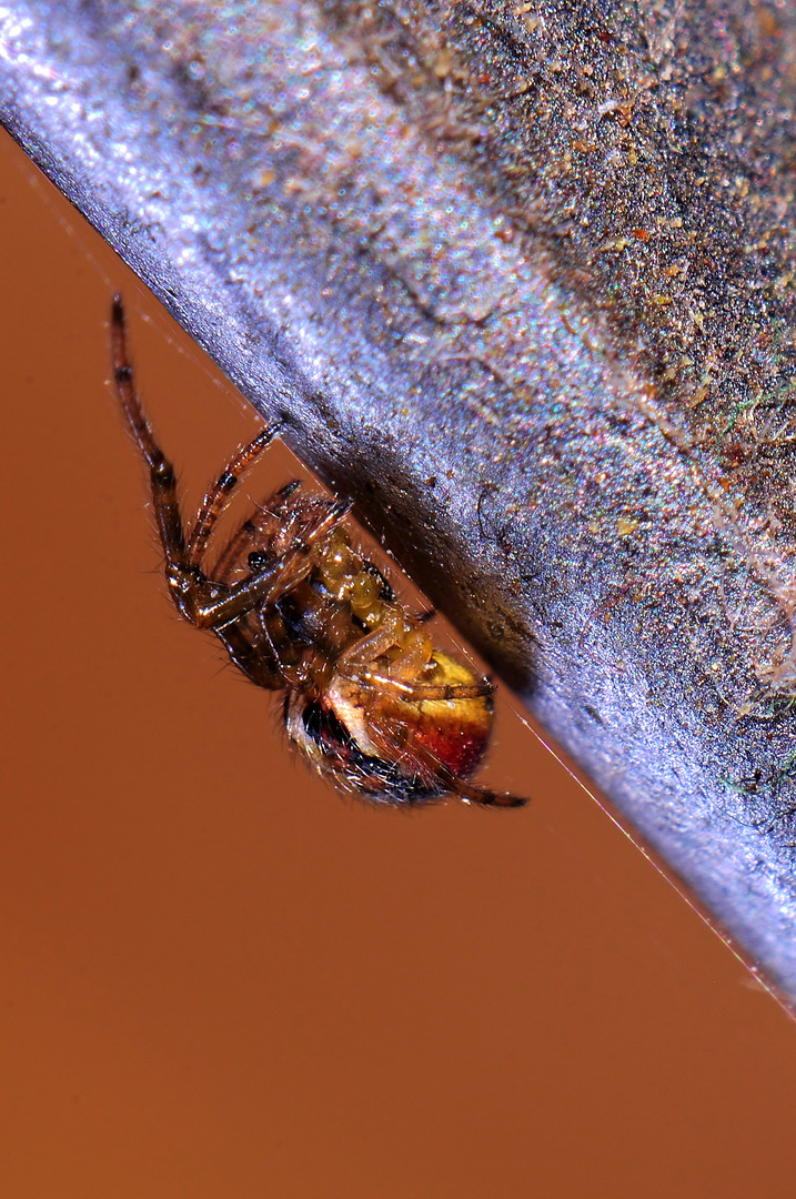 Spinne an der Kaffemühle auf dem Küchenschrank