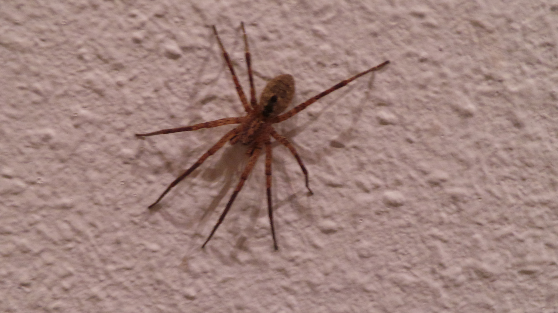 Spinne an der Wand