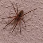 Spinne an der Wand