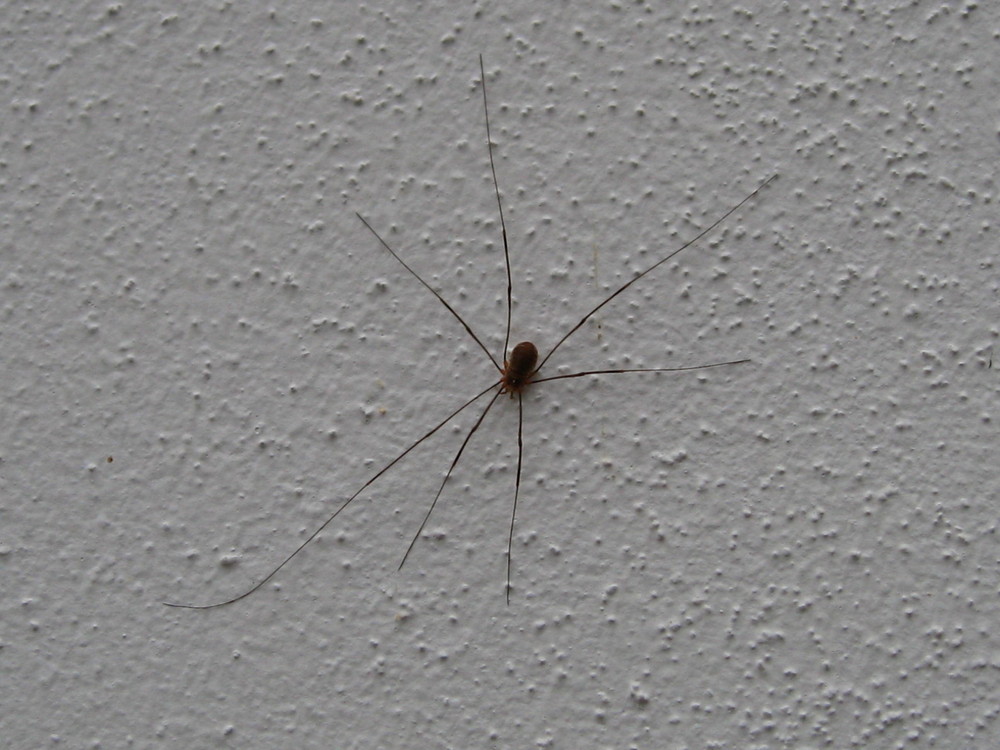 Spinne an der Wand!