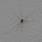 Spinne an der Wand!