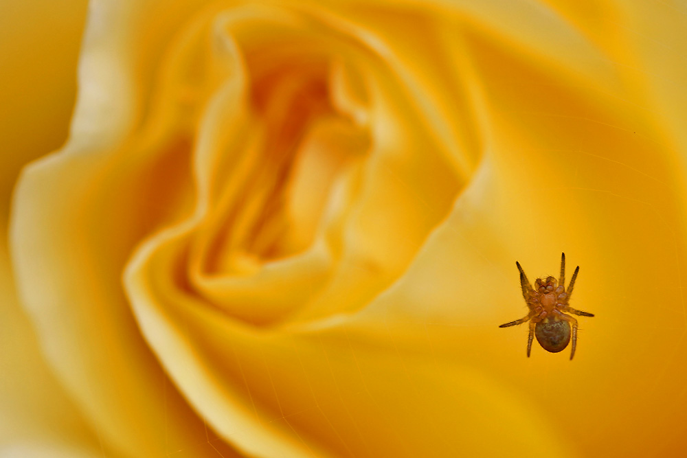 Spinne an einer Rosenblüte